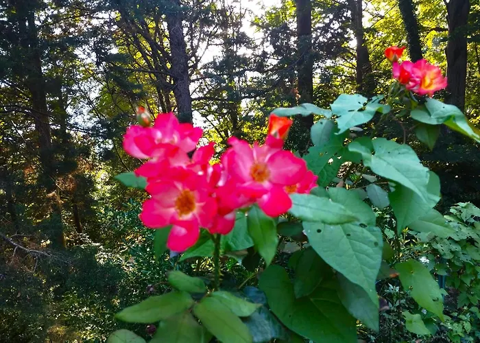 Feriehus Elementi Fuoco